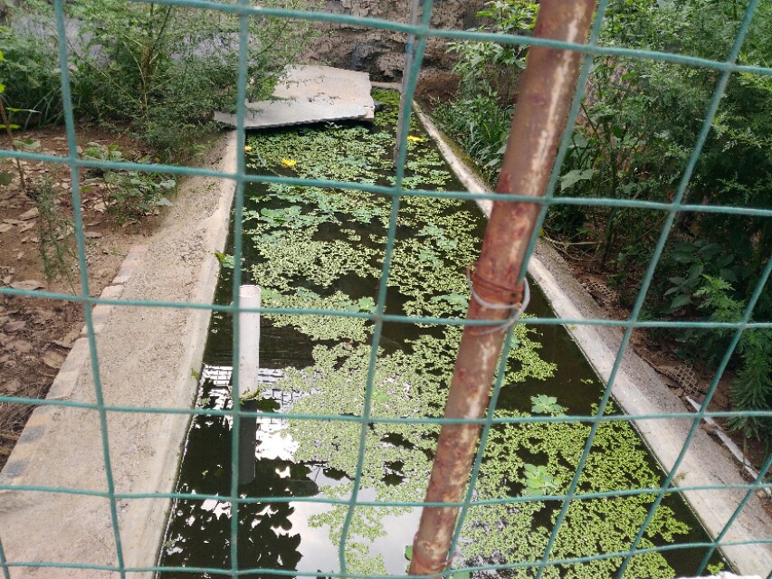 养殖宠物龟,自家养殖龟好养又挣钱繁殖快