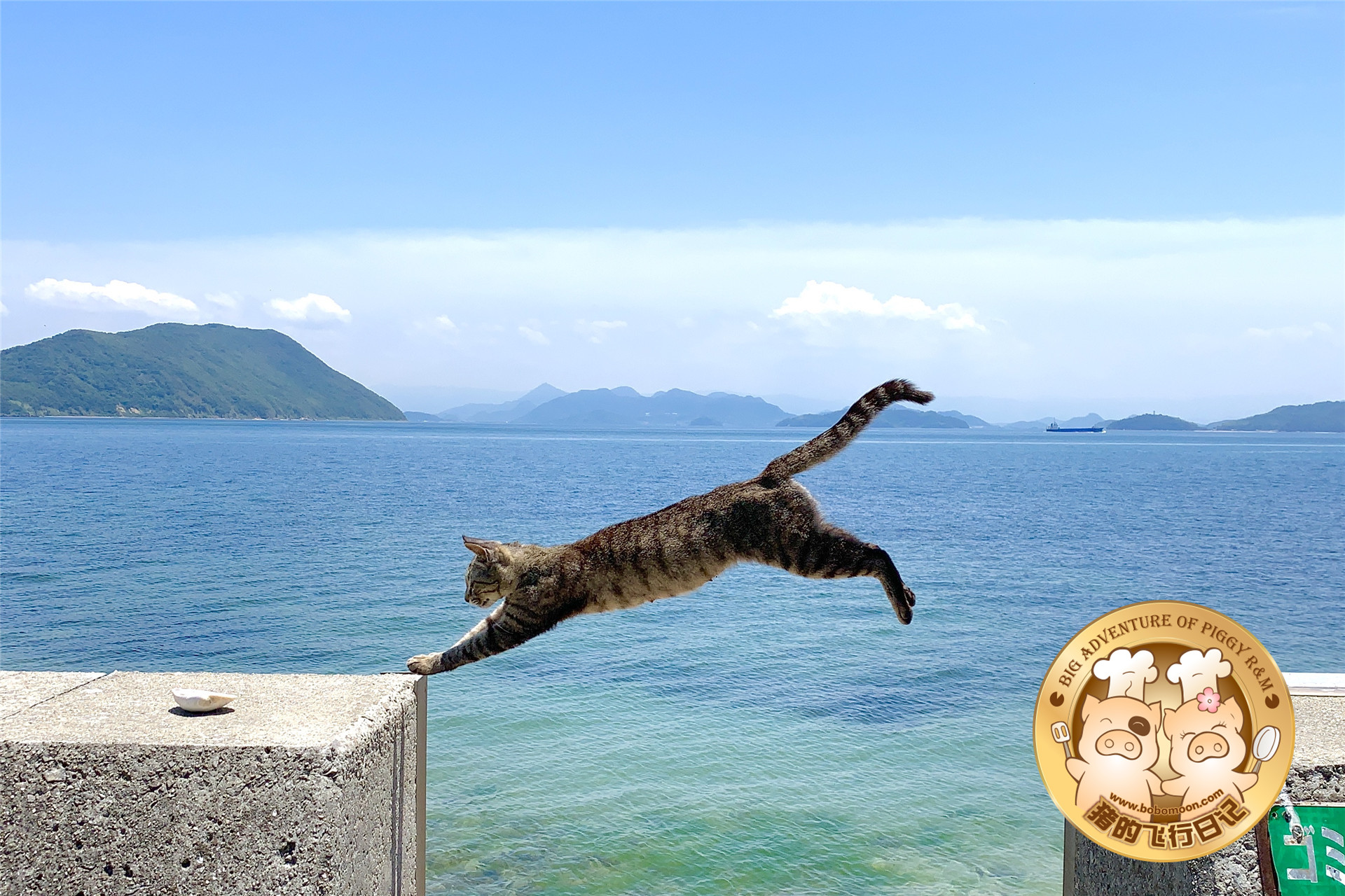 被铲屎官惊到的喵星人,让铲屎官瑟瑟发抖的喵星人