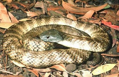 世界上最致命的蛇排名视频,什么蛇毒性最大致命