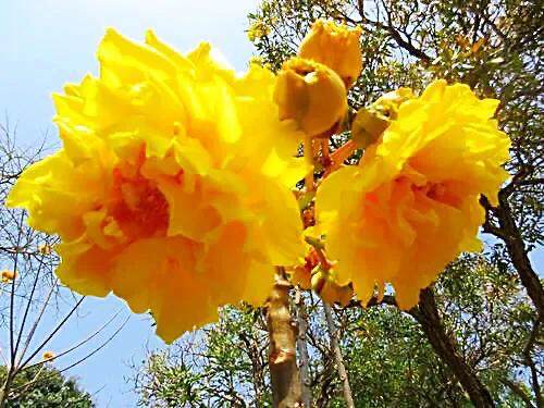 弯子木~花朵鲜黄色,簇生,酷似山茶科的金花茶,非常漂亮。