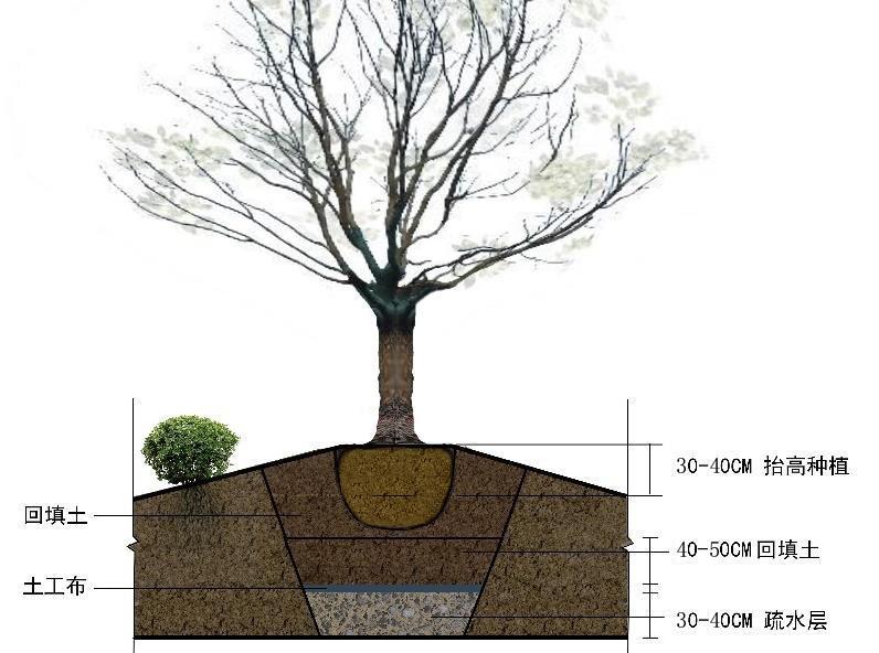 四季不落叶的风景树多少钱一棵,修树技巧风景树