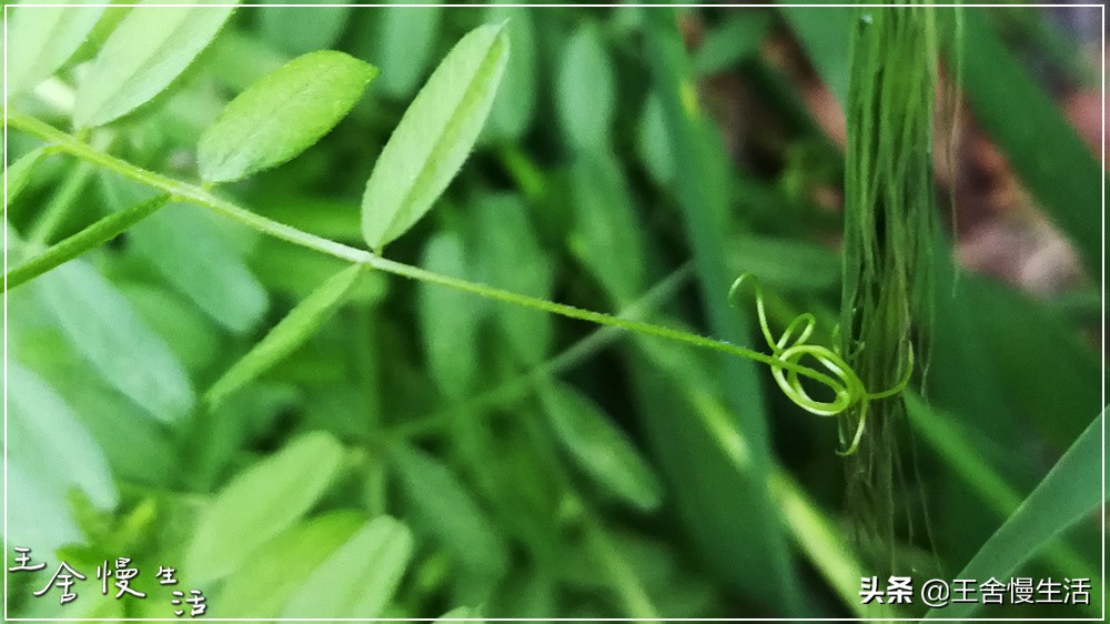 不要看不起农村,不要看不起耕田的人