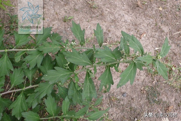 艾蒿植物,艾蒿类植物有哪些