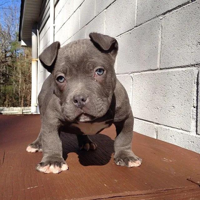 领养狗狗新西兰,新西兰如何养宠物狗狗呢