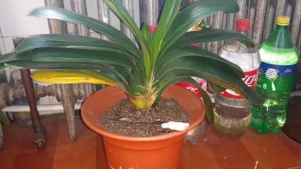 君子兰叶子发黄的原因及解决方法,君子兰叶子发黄的原因和解决方法