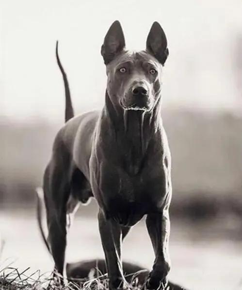 各国猛犬品种排名,各国品种猛犬