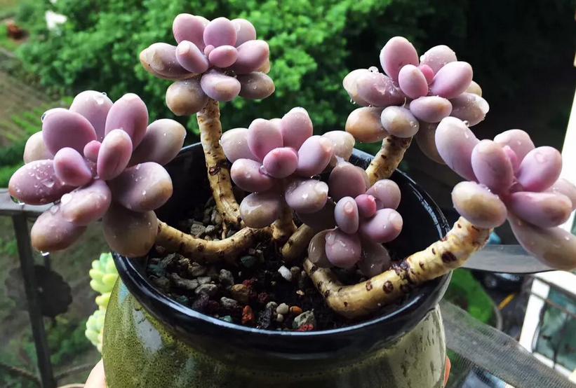 多肉室外养下雨淋了叶片怎么办,室内的多肉夏天可以放外面淋雨吗