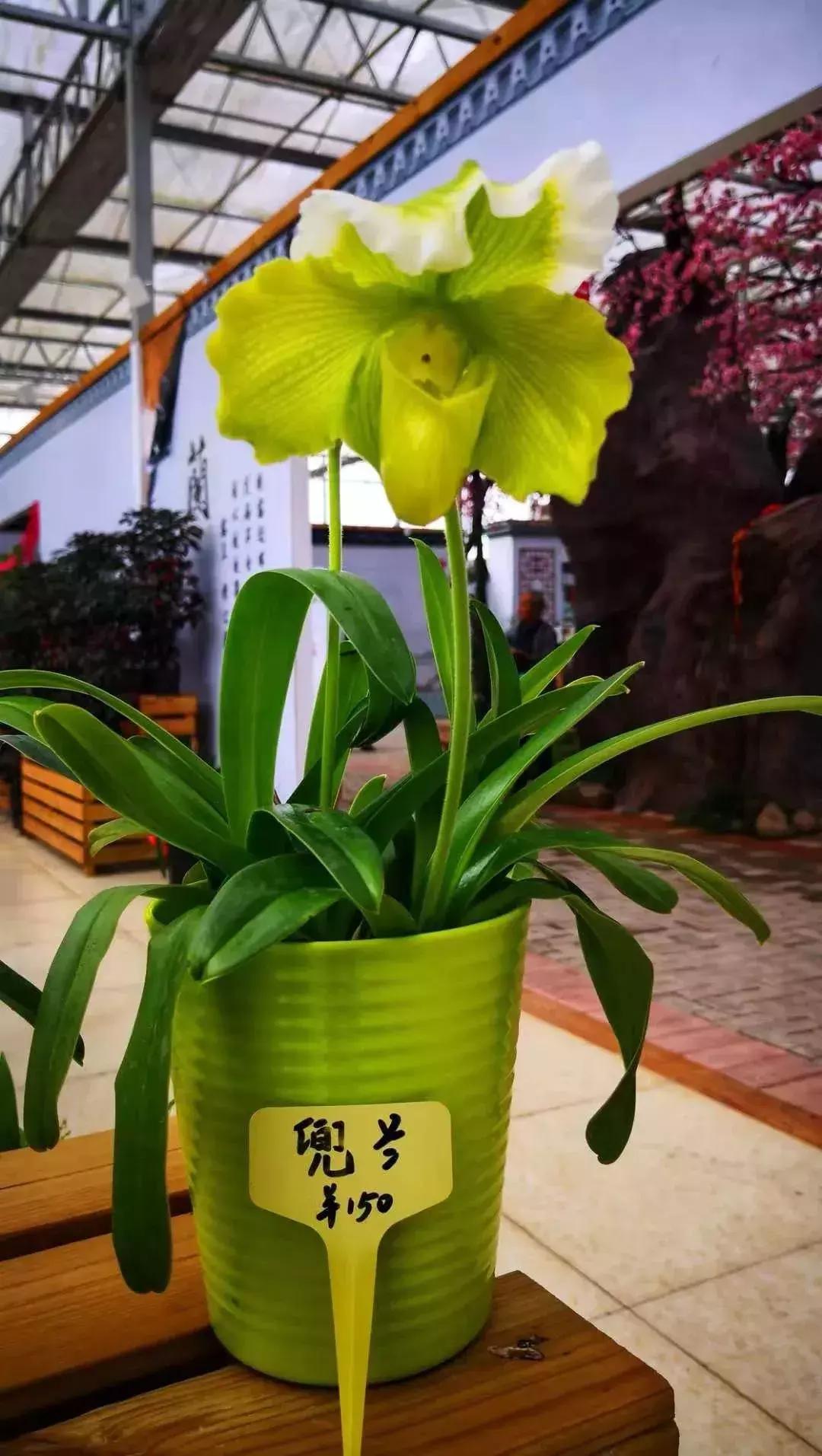 精品寒兰展,福建连城寒兰节