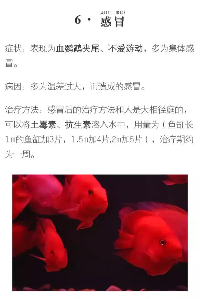 血鹦鹉鱼疾病和治疗方法,红鹦鹉怎么治疗最有效