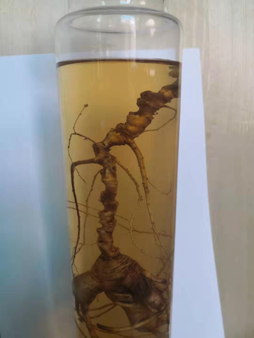 如何辨别人参的年份,怎样辨别人参的年份与真假