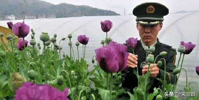 林则徐虎门销烟为什么要用石灰,林则徐虎门销烟用火会怎么样