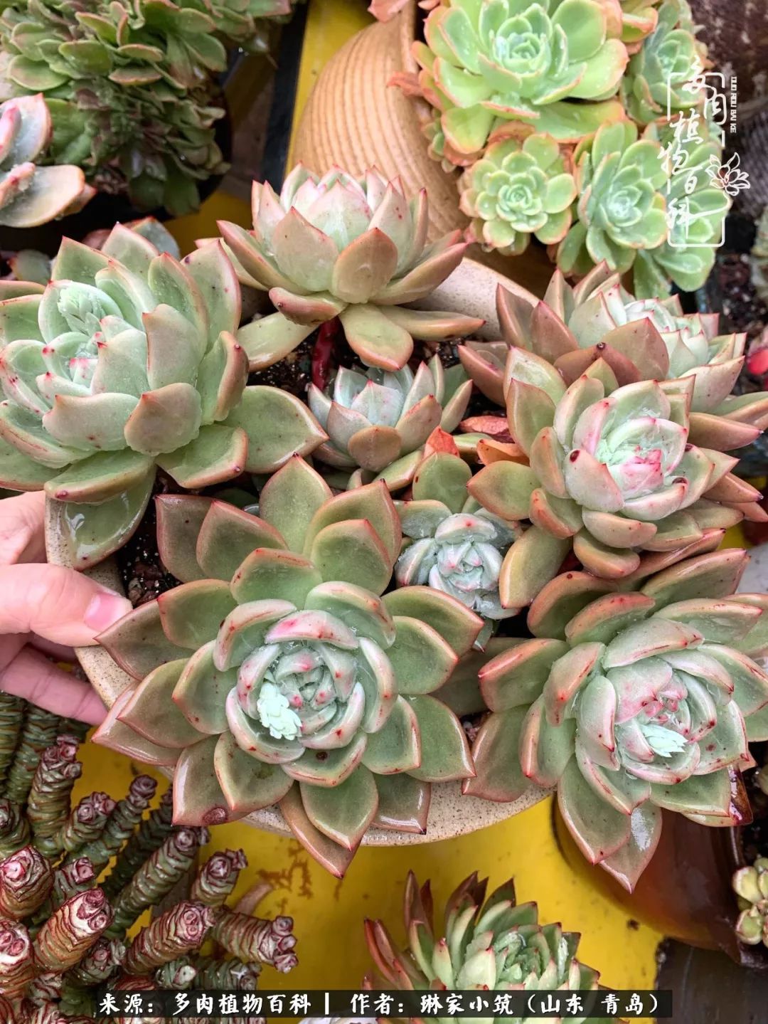 多肉冬季搬进屋里前需要浇水么,多肉过冬