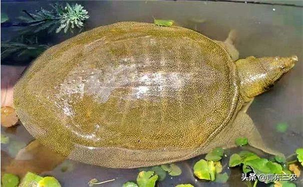 杀甲鱼咬手怎么办,甲鱼咬了为什么不能直接砍头