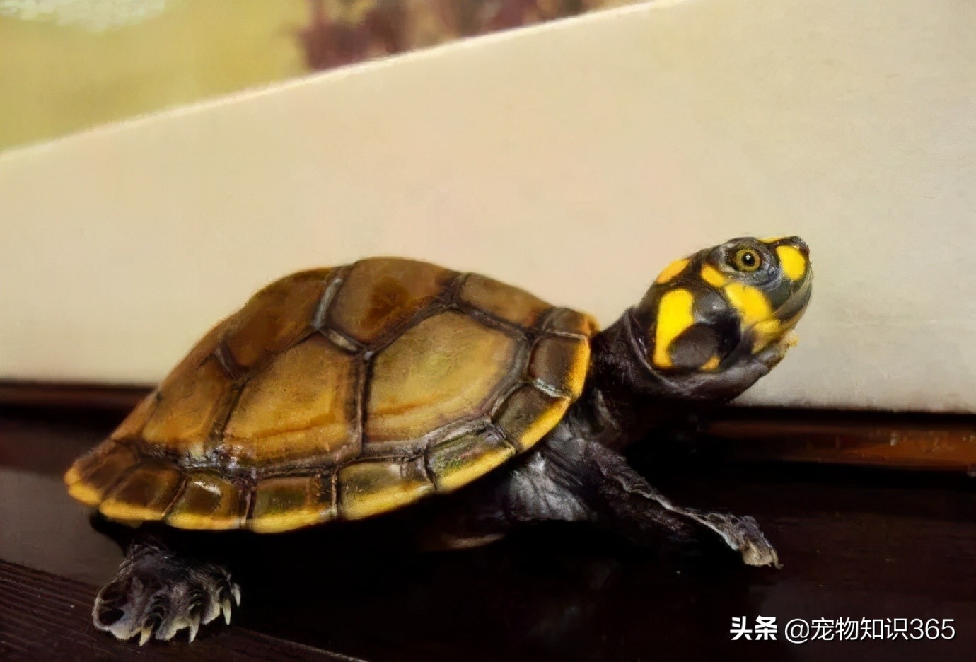 黄头侧颈龟忍者神龟怎么养,黄头侧颈是忍者神龟么