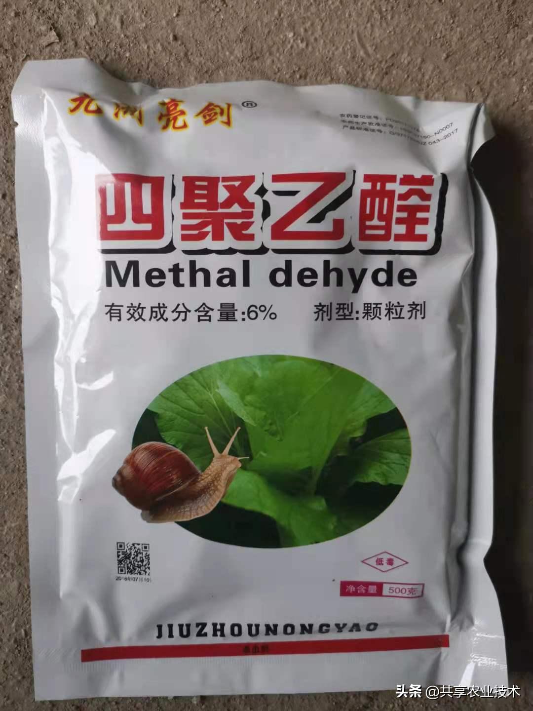 河北行唐:大姜地蜗牛治不治