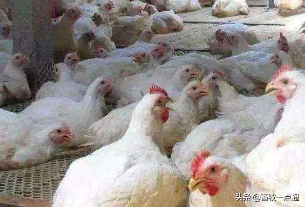 肉鸡消毒的正确方法,肉鸡苗场消毒