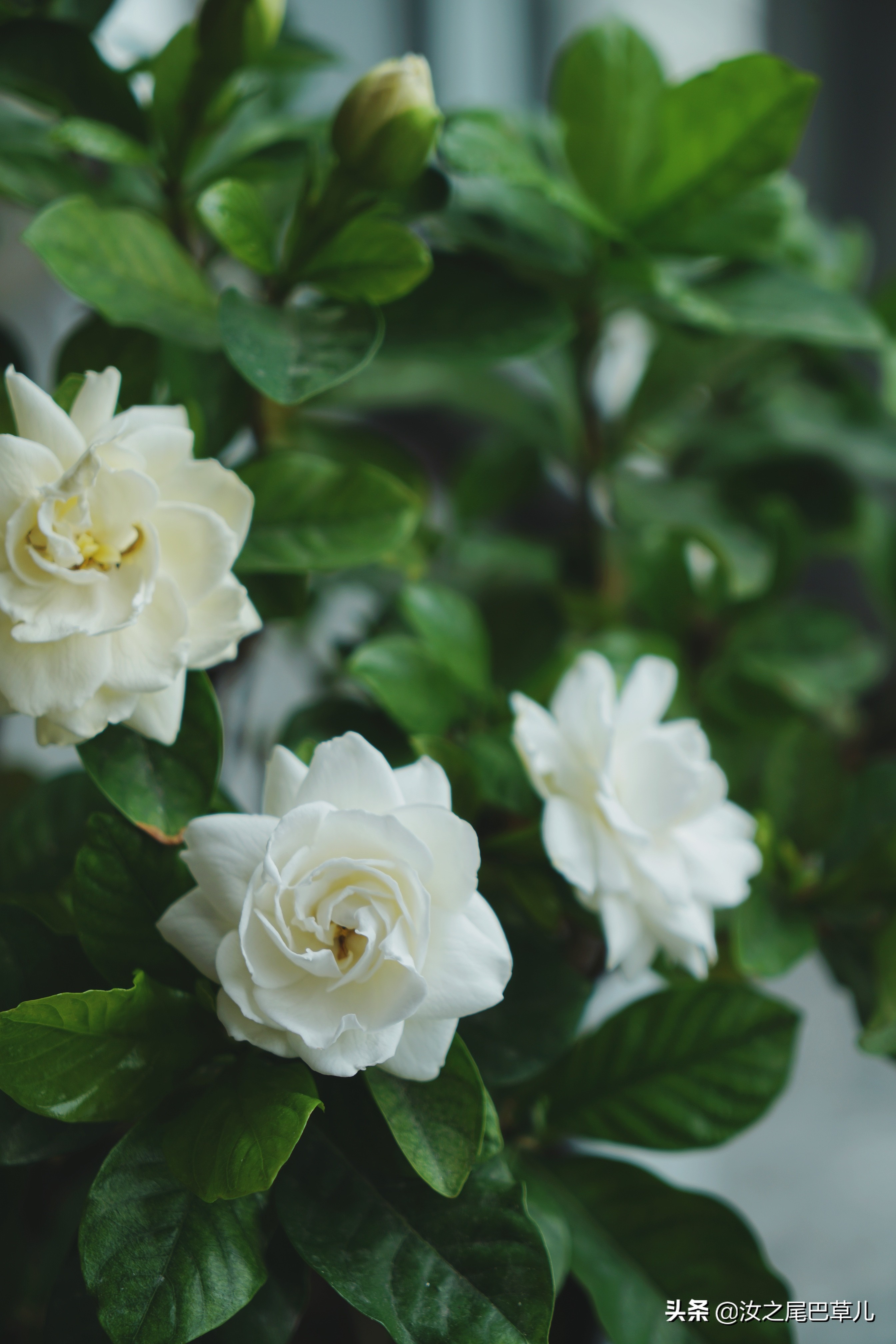 栀子花有腻虫的小窍门,栀子花怎么除虫加营养