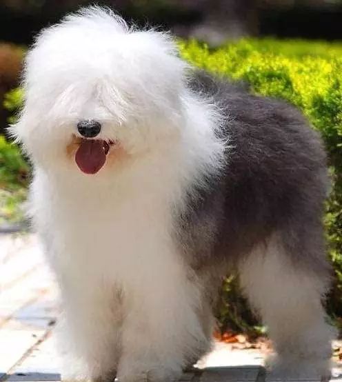 45种名犬大全,72种名犬图片附介绍