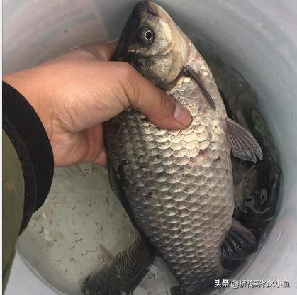 桥筏钓底的正确方法,桥筏顺风好还是逆风好钓