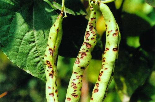 豆角怎样防治病虫害才能高产稳产,豆角前期预防各种病害