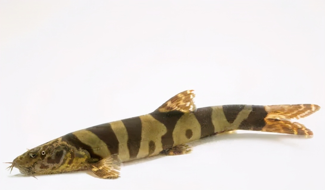 长江中已消失的珍稀动物,最新我国的十大野生动物