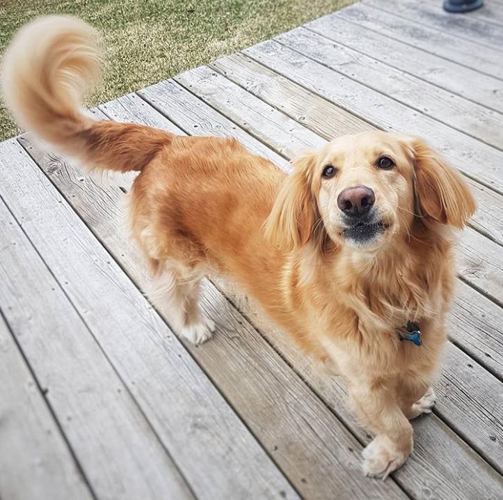 鐩樼偣鍚勪釜鐗瑰埆鐨勬潅浜や覆涓茬嫍,鍝簺瀹犵墿鐘覆涓茶捣鏉ユ洿濂界湅