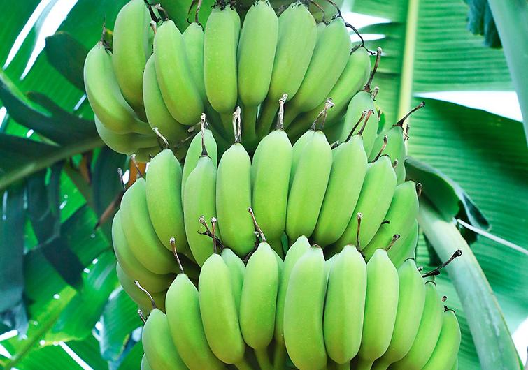 吃了30年荔枝才知道吃荔枝不上火,香蕉是直的好还是弯的好吃