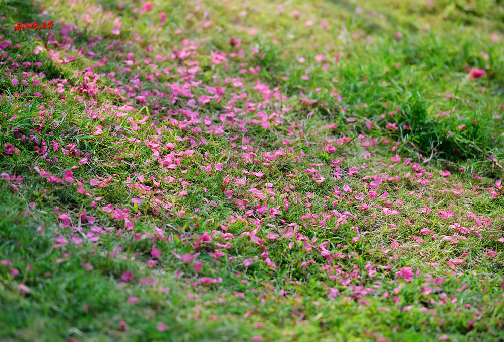 一春芳意，三月如风，日长风静，花影闲相照。