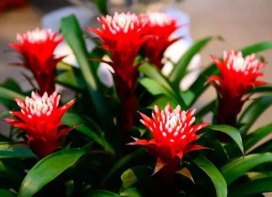 鸿运当头烂根,鸿运当头烂根如何挽救