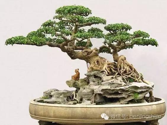 大师级老桩盆景欣赏,精美绝伦的老桩盆景