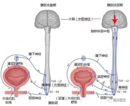 世界肾脏日肾脏健康关乎你我,世界肾脏日科普小知识