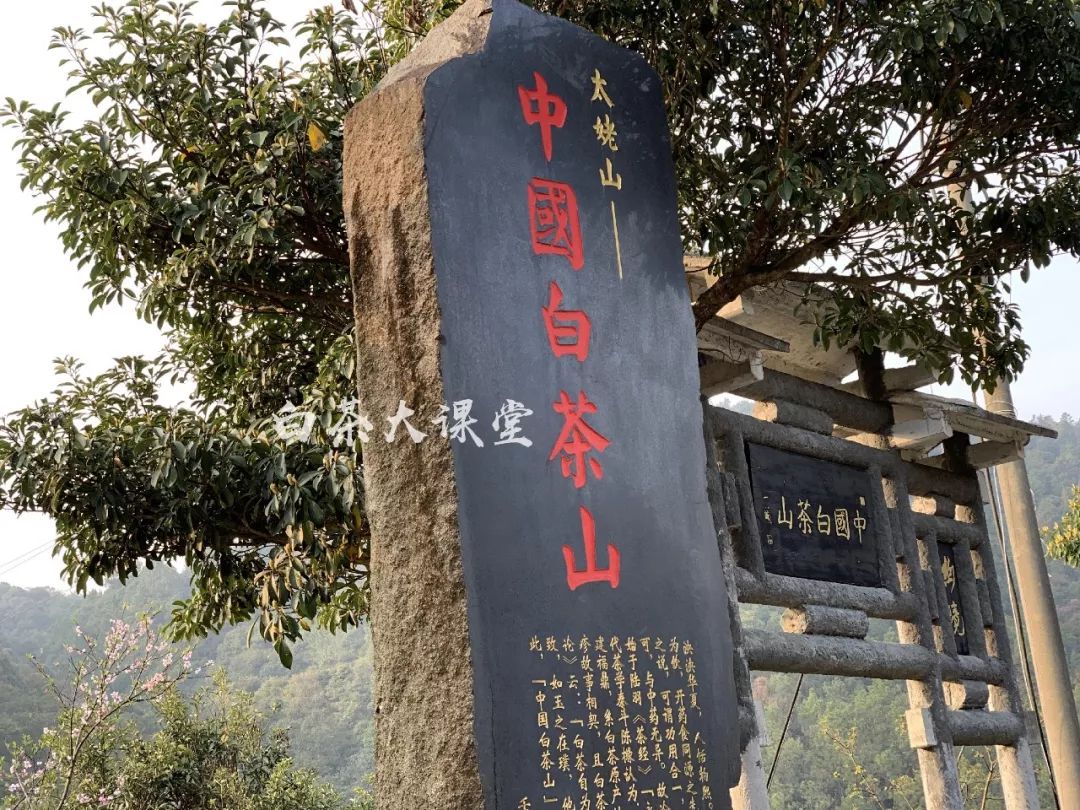 白茶是什么？咱们坐下来，好好聊一聊