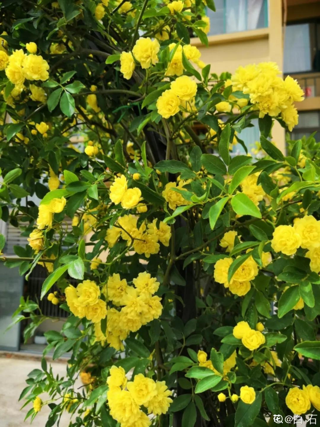 春天开的花有哪些常见又漂亮,十大名花在春天开的有哪些