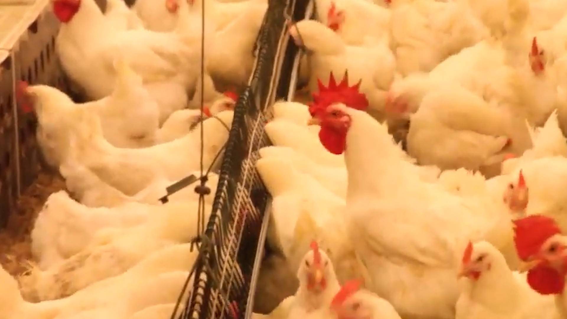 速生鸡与白羽鸡是什么,白羽鸡养殖技术和方法图解