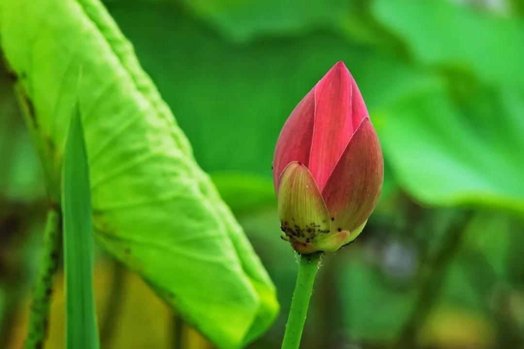 杭州第一波荷花美图大放送！赏荷佳期竟是早上6-8点，哪里最好拍？最新赏荷地图收好