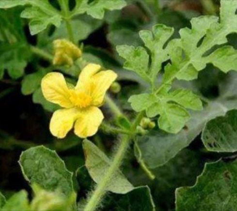 西瓜种植技术与授粉,怎么才能选到脆甜皮薄的西瓜