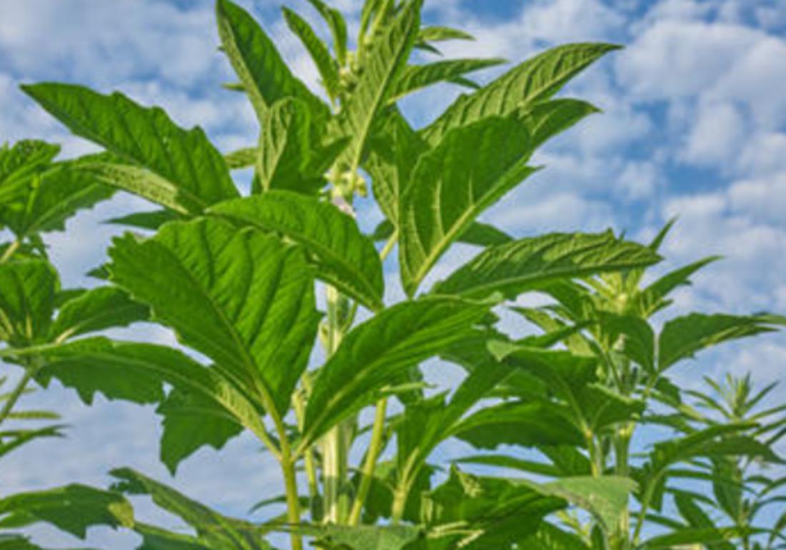 芝麻播种不出苗是什么原因,芝麻种植的小妙招