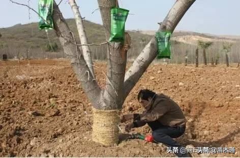 园林绿化苗木栽植为什么不易存活,苗木存活十大绝招