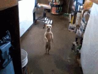 搞笑gif开心一刻原来高手在民间,搞笑gif你大爷果然还是你大爷