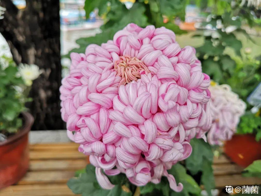 耐养的香水花,种室内香水花