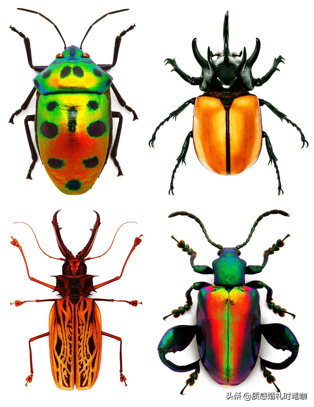 蝗虫算是物种入侵吗,蝗虫是圣甲虫吗