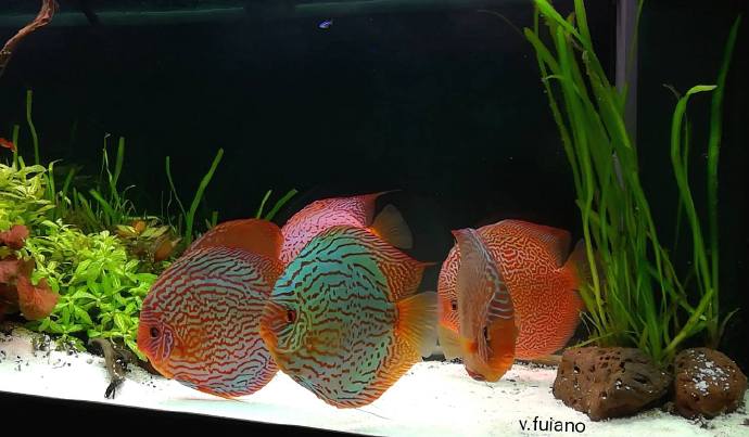 使用硝化细菌需注意的事项,什么时候加入硝化细菌比较好