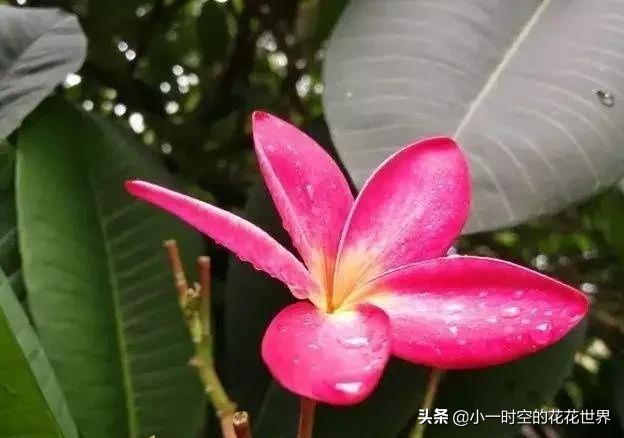 花花世界很美好下一句,花花世界很独特