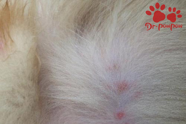 狗狗皮肤病真菌与螨虫的区别,狗狗螨虫型皮肤病反反复复怎么办