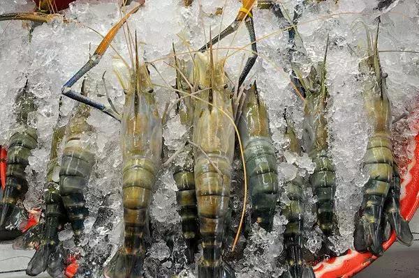 各类虾的区别,各种虾的叫法和区别