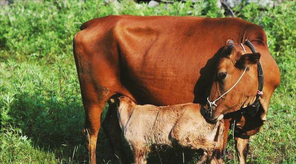 养牛5个月左右的牛每天吃什么,如何养牛让牛吃得多