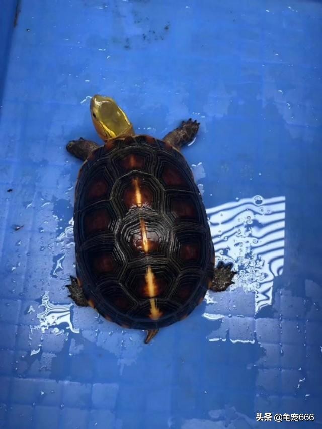 乌龟肺炎早期有什么症状,冬季乌龟肺炎的表现症状有哪些