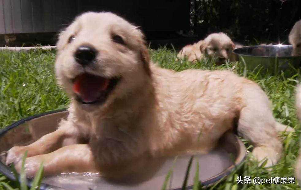 高温天气来袭该如何防止狗狗中暑,狗狗中暑了怎么办最快解决方法