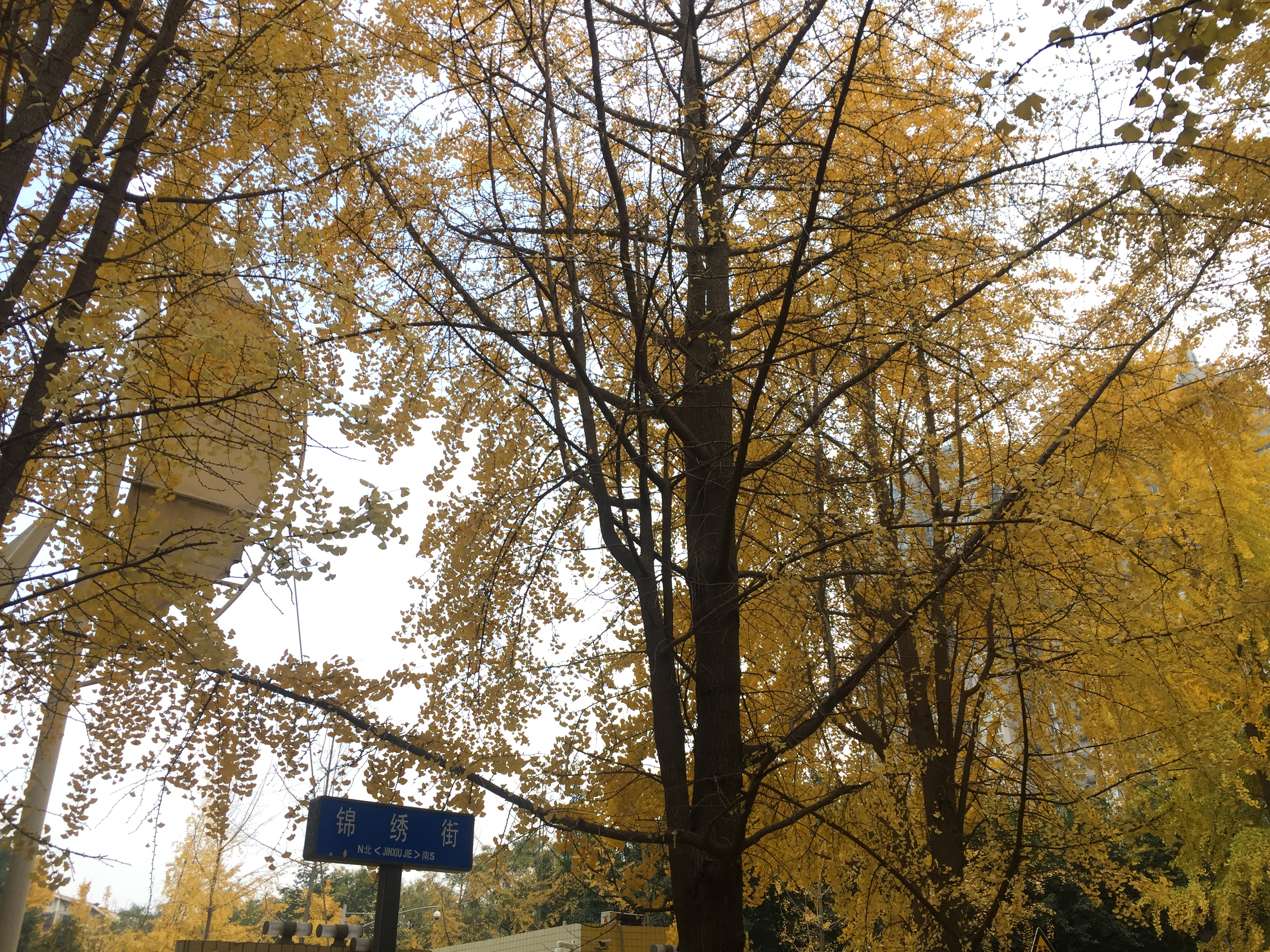 成都的银杏几月份最佳观赏期,成都银杏观赏指南