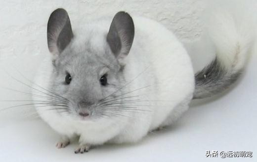 养龙猫要注意什么,龙猫运输注意事项